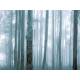 Panoramique Mysterious Forest