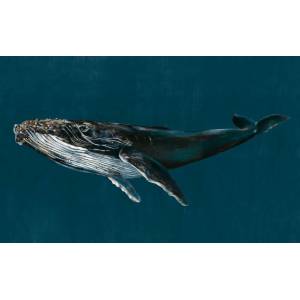 Panoramique sur mesure Humpback Whale Vynil