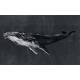 Panoramique sur mesure Humpback Whale Vynil