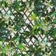 Tissus Canopy
