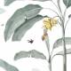 Papier peint Panoramique sur mesure Casela Birds
