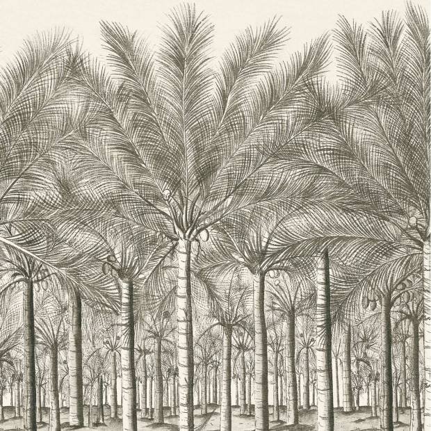 Panoramique Palm Grove