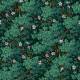Papier peint Sous Bois Fleuri