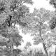 Papier peint Panoramique sur mesure Forêt de Bretagne
